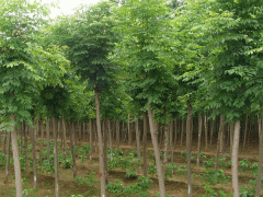 白蜡价格_图片