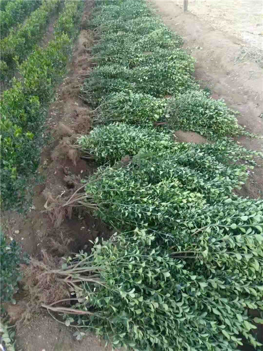 大叶黄杨价格-图片