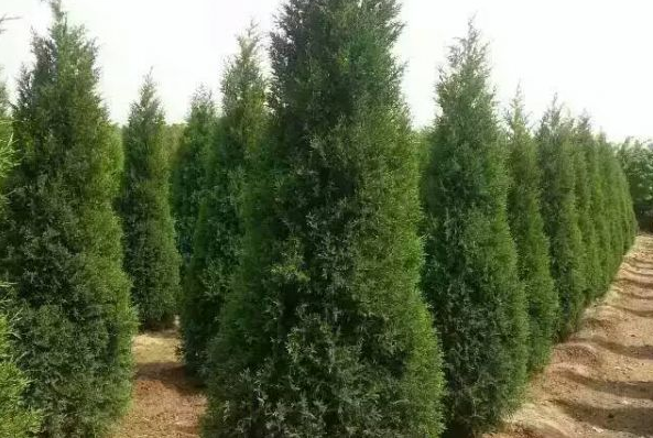 蜀桧塔柏