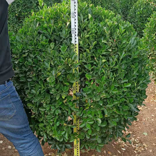 山东招远大叶黄杨球