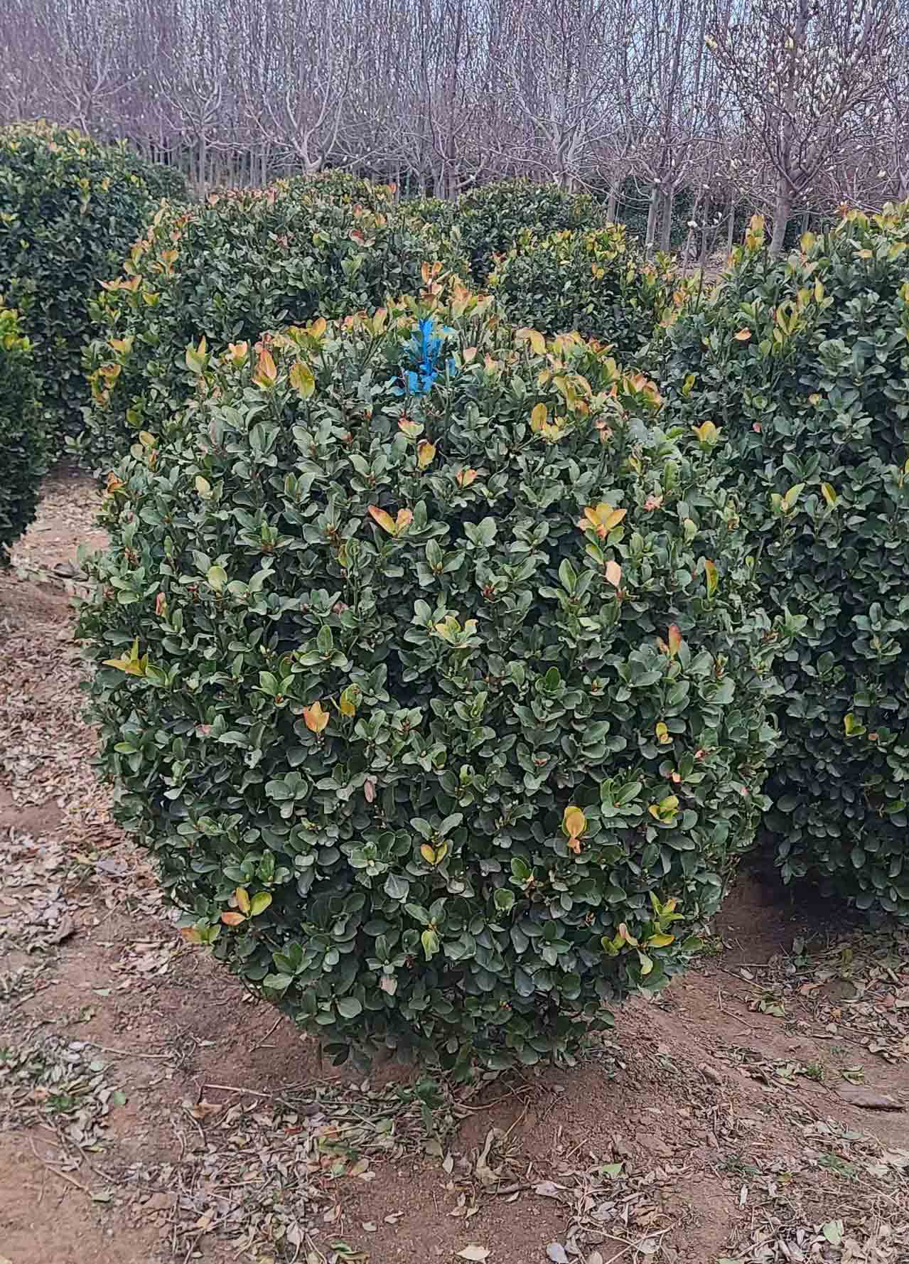 大叶黄杨,山东大叶黄杨球